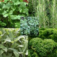 6 Mixed Herbs Plug Plants, 1 of Each Variety Sent. Plug Plants, Culinary Garden Herbs by park farm plants
