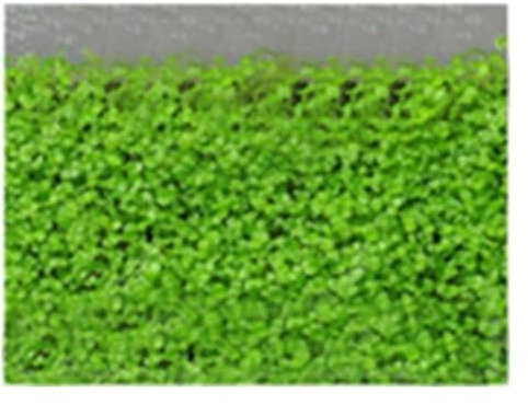 kiskick 100 pezzi acquario semi di erba acquatica acquario pianta idrofila decorazione paesaggistica coltiva il tuo giardino di erbe Mini semi di foglia 100pcs