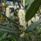 Semillas de la planta de laurel cerezo, arbustos de crecimiento rápido Prunus laurocerasus, arbustos de hoja perenne resistentes semillas exóticas Plantas resistentes para el jardín 150pcs