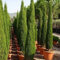 Semi italiani Cipresso (Cupressus sempervirens) 25 + Semi