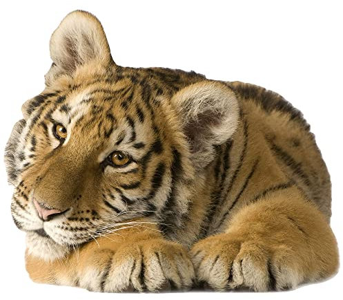 GRAZDesign Wandtattoo Tiger liegend | Wandaufkleber Afrika | Wandsticker Deko Aufkleber 3d - 68x57cm