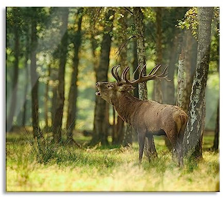 Hirsch im Wald Herdabdeckplatte & Spritzschutz aus Echtglas | Für Herd-Kochfelder | 60x52 cm