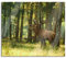 Hirsch im Wald Herdabdeckplatte & Spritzschutz aus Echtglas | Für Herd-Kochfelder | 60x52 cm