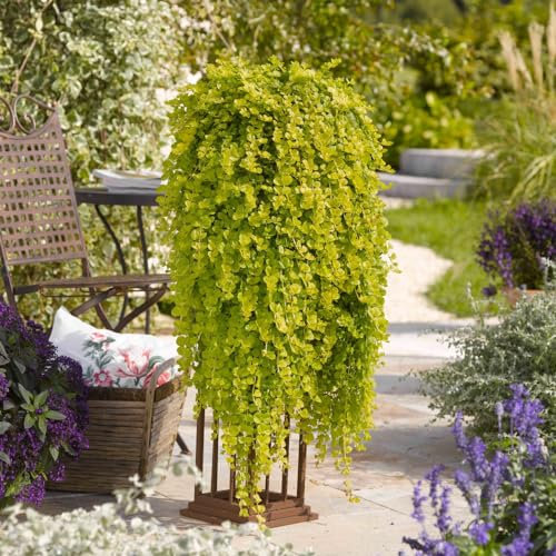 Lysimachia 'Goldilocks'. 1L Plant. Golden Foliage for Hanging Baskets. Trailing Plant. Creeping Jenny. Available from Bedwen Plants