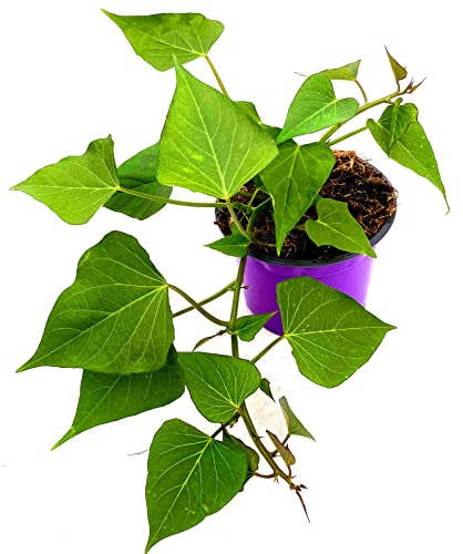 Süßkartoffel `Erato Oange` Ipomea batata 2er Set