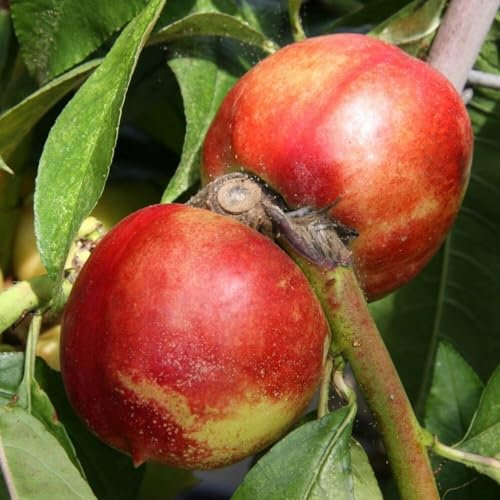 Plant Theory 1.2m Nectarine Lord Napier Fruiting Outdoor Fruit Tree 7L Pot SJA Rootstock