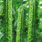 Mara Long Variety - (OP) - Momordica charantia - Semi non OGM (Bianco)