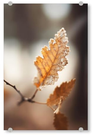 artboxONE Acrylglasbild 30x20 cm Natur Herbst Impression (Zwei) Bild hinter Acrylglas - Bild Natur blätter Detail
