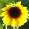Aamish 20 graines de tournesol géantes