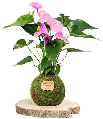 Kokedamas Lucciana Anturio Rosa - Kokedama Interior | Bola de Musgo Vivo | Planta Natural | Planta Interior | Decoración Hogar | Fácil Cuidado y Mantenimiento