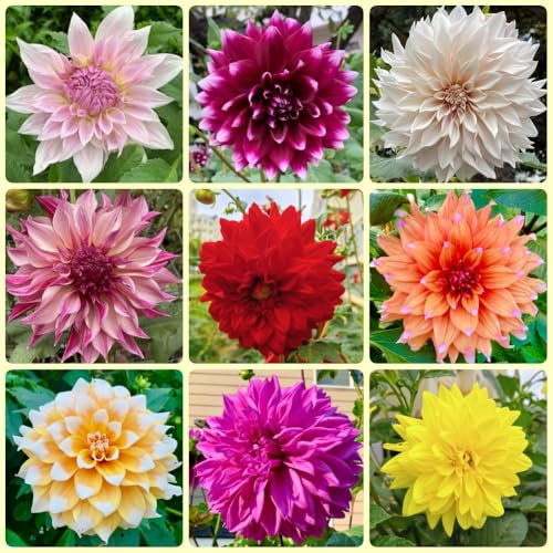 Bulbos de dalia perennes resistentes al invierno, Los bulbos de flores son perennes y resistentes. tubérculos de dalia, comprar bulbos de flores plantas en macetas resistentes Las 3pcs