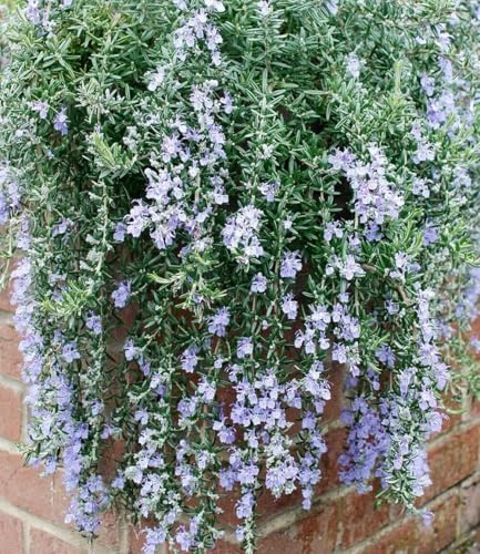 BALDUR Garten 5x Hänge-Rosmarin 'Blue Cascade®', Pflanzen im 9x9 cm-Topf | winterharte Staude, mehrjährig & pflegeleicht, sonniger Standort geeignet, blühend, Rosmarinus officinalis