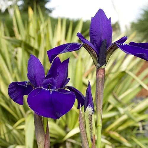 6 x Schwertlilie 'Caesar's Brother' - Iris Sibirica 'Caesar's Brother': Dunkelblaue Blüten im feuchten Boden.