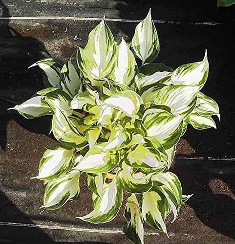 Funkie Fire and Ice - Hosta fortunei - lebende Gartenpflanze aus den Baumschulen