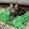 CATMAT Premium Green Tissue Paper Grass Mat Toy for Cats and Kittens