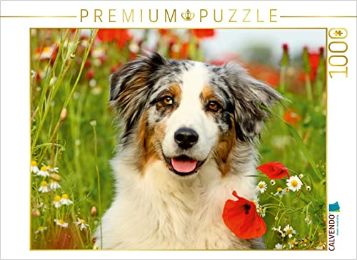 CALVENDO Puzzle Australian Shepherd | 1000 Teile Lege-Größe 64 x 48 cm Foto-Puzzle für glückliche Stunden