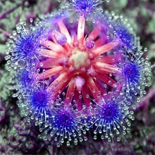 Bonsai Sundew Seeds Blue Enchantress Carnivorous Plant Table Pot Drosera peltata Seeds Radiation Protection 10 Seeds
