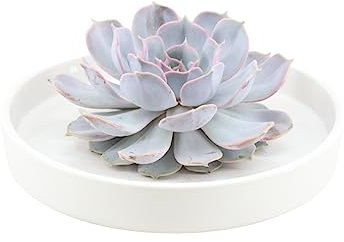 ROOTLESS by Aloe Demi | vera pianta grassa viola in ceramica bianca Ø 20 cm | Echeveria Lilacina Ø 12 – 14 cm – 5 cm | Piante grasse vere | Cactus | Piante grasse | Cactus