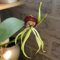 100 pcs orchideen samen kaufen, blumen garten, geschenk ostern (Prosthechea cochleata) geschenke garten, pflanzensamen exotisch blumensamen gastgeschenk, samen alte sorten saatgut,