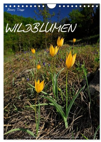 WILDBLUMEN (Wandkalender 2026 DIN A4 hoch), CALVENDO Monatskalender: Schönheiten der europäischen Flora im Bild (CALVENDO Orte)