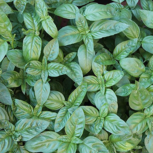 samenfritze Basilikum Genovese ca. 2000 Samen - Ocimum basilicum, klassische, italienische Sorte