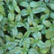 samenfritze Basilikum Genovese ca. 2000 Samen - Ocimum basilicum, klassische, italienische Sorte