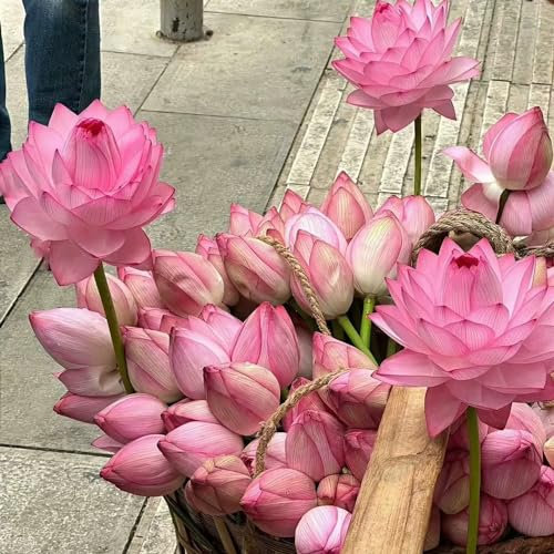 20 pcs lotus samen(lotusblume,seerose) bonsai samen topfpflanzen geschenk deko garten wasserpflanzen teich winterhart teichpflanzen winterhart saatgut teichpflanzen wasserpflanzen