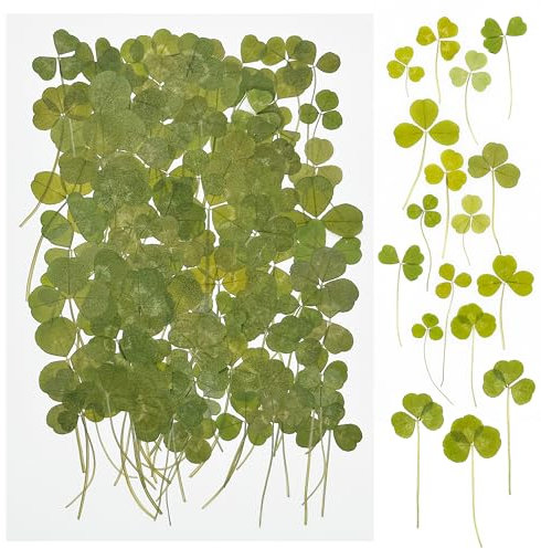 Cayway 100 Stück Getrocknete Blumen, Echte Natürliche Getrocknete Gepresste Blumen Deko Getrocknete Blätter für DIY Harz Schmuck Art Blumendekoration