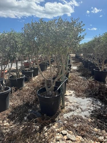 Sunny Tree - Ulivo Olea Europaea a forma di arbusto - Cespuglio - 180-200 cm di altezza - 20 anni - Olea europaea - Resistenza invernale fino a -18 - Fruttificazione - Albero da frutto - Luoghi
