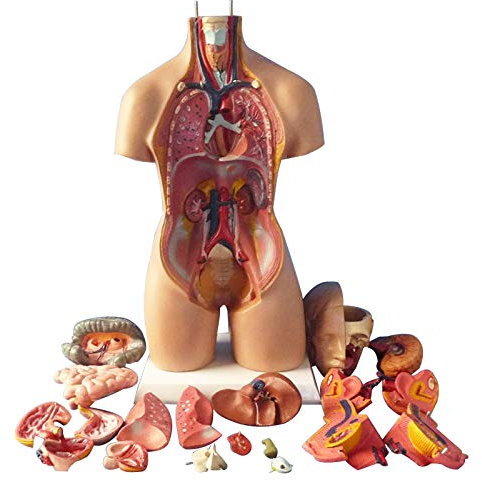 Vinbcorw Menschliches Torso-Modell, der Menschen Organs- Menschlicher Torso Körper Artikelnummer- Anatomie Anatomische Medical Innere Organe für
