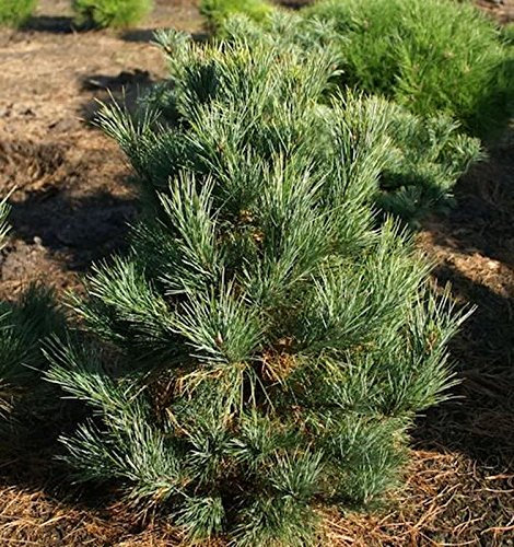 Zirbelkiefer Westerstede 25-30cm - Pinus cembra - lebende Gartenpflanze aus den Baumschulen