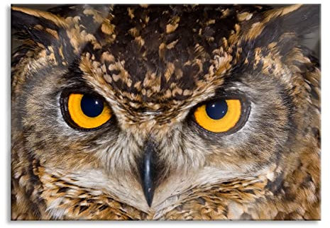 Pixxprint Glasbild, Wandbild aus Echtglas, Eule mit gelben Augen, 100x70 cm, inkl. Aufhängung und Abstandshalter