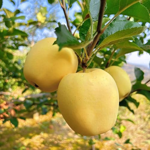 apfelbaum kaufen samen, extrem winterharte kübelpflanzen, alte sorten saatgut apfel samen pflanzen winterhart draußen, samen hochbeet balkon, indoor plants kletterpflanzen winterhart, 250pcs