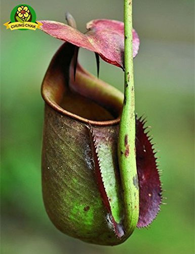 SwansGreen 2: Essen Mosquito Fleischfressende Pflanzen Nepenthes Samen 200pcs/bag Tropische Kannenpflanze Fang Insekt Garten Bonsai Topf Easy 2 wachsen