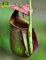 SwansGreen 2: Essen Mosquito Fleischfressende Pflanzen Nepenthes Samen 200pcs/bag Tropische Kannenpflanze Fang Insekt Garten Bonsai Topf Easy 2 wachsen