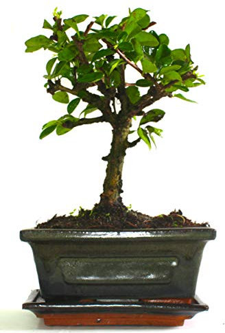 Carmona (Fukien Tea) Bonsai Tree Broom Style - Supplied with Ceramic drip Tray Tree Only - No Care Set - Green Pot