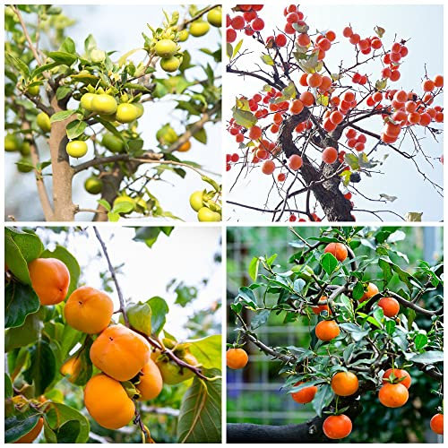 Kakibaum Winterhart Samen Kaki Pflanze Kaufen Obstbaum Bonsai Baum Obst Samen Exotische Pflanzen Stauden Kakibaum Kaufen Balkonpflanzen Bonsaibaum Baumsamen GäRtner Geschenke 100 Kakibaum Saatgut