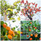 Kakibaum Winterhart Samen Kaki Pflanze Kaufen Obstbaum Bonsai Baum Obst Samen Exotische Pflanzen Stauden Kakibaum Kaufen Balkonpflanzen Bonsaibaum Baumsamen GäRtner Geschenke 100 Kakibaum Saatgut
