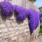 Shopvise Fleur Creeping thym ou bleu Arabette - vivace Couvre-sol Jardin Décoration Fleur 100Pcs