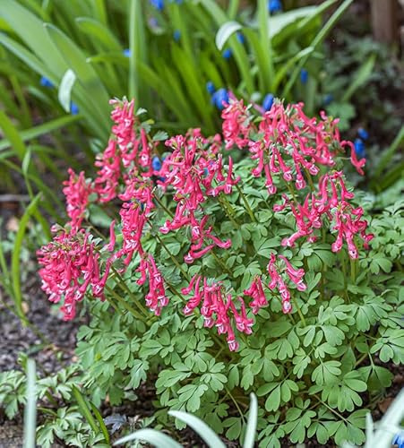Gefingerter Lerchensporn George Baker - Corydalis solida - lebende Gartenpflanze aus den Baumschulen