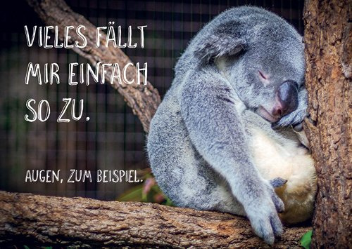 modern times -3er Set Postkarte LUSTIG - Motiv: VIELES FÄLLT MIR EINFACH SO ZU, Anlass: Fun Tiere, Künstler/Verlag: ZWEITGEIST, Größe: A6