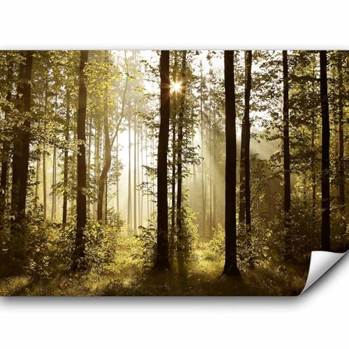 murando - Vlies Fototapete Wald 350x256cm- Foto Tapete Schlafzimmer Wohnzimmer Vliestapete XXL Wandtapete Motivtapeten Bildtapete 3d Effekt Wand Dekoration - Landschaft Natur Wald Bäume c-B-0254-a-a