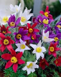 Neue frische 50 Stück Kuhschelle Blumensamen