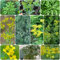 Acquista semi di ruta, piante da balcone piante esotiche semi di erbe aromatiche rare erbe aromatiche da cucina selvatiche giardino balcone con aiuola giardino medicinali 350pcs