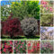 500 pcs manuka bio samen - bonsai topf,Leptospermum scoparium, dekoration blumenwiese samen robuste balkonpflanzen winterhart bäume kaufen bienenweide saatgut