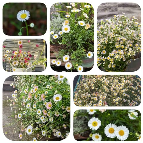 300 pcs Spanisches Gänseblümchen Samen - bienenwiese saatgut mehrjährig winterhart Erigeron karvinskianus Samen, bonsai topf balkonpflanzen blumenwiese samen mehrjährig winterhart