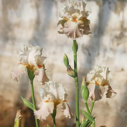 12 pcs schwertlilien winterhart zwiebeln, iris zwiebeln, winterharte pflanzen für balkon deko blumen gartendeko für draußen schwertlilien knollen - Iris tectorum - zwiebel stauden
