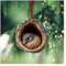 Wisafory Weihnachtsbaumschmuck Acryl Tier Dekor Weihnachtsbaum Anhänger mit Tiermuster 2D Acryl Weihnachtsdeko Eule Waschbär Ornament für Urlaub, Party, Weihnachtsdeko Schuppentier