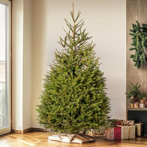 GardenersDream Norway Spruce Fresh Cut Christmas Tree - Real Live Fresh Seasonal Xmas Tree (6ft, 180cm) (Delivery Week 2: 1st - 5th DEC)