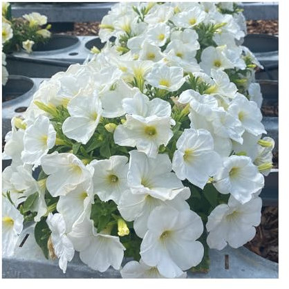 Petunia Prettytoonia White - 6 Starter Plants - Vibrant Bedding Plants. Ready for pots or Hanging Baskets Plants Online. Summer Garden